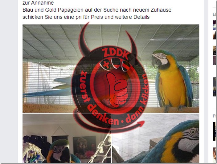 Die Papageimafia: Vorschussbetrug an Tierfreunden