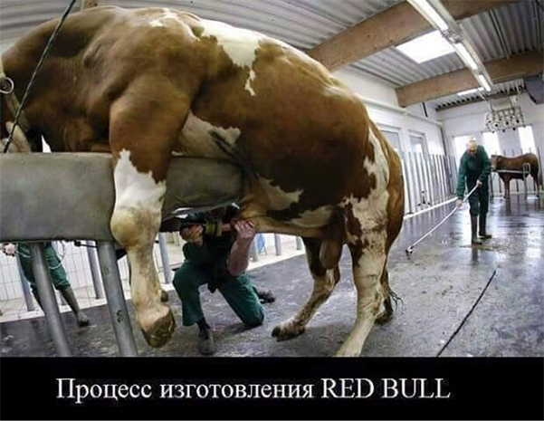 Het eeuwige onderwerp: Zit er echt stierensperma in RED BULL?