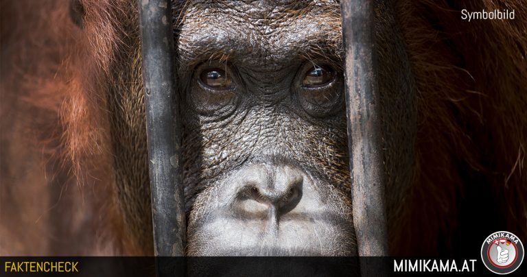 Feitencheck: Bestaat het apenbordeel echt?