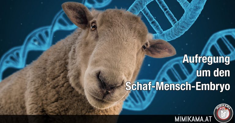 Die Aufregung um den Schaf-Mensch-Embryo