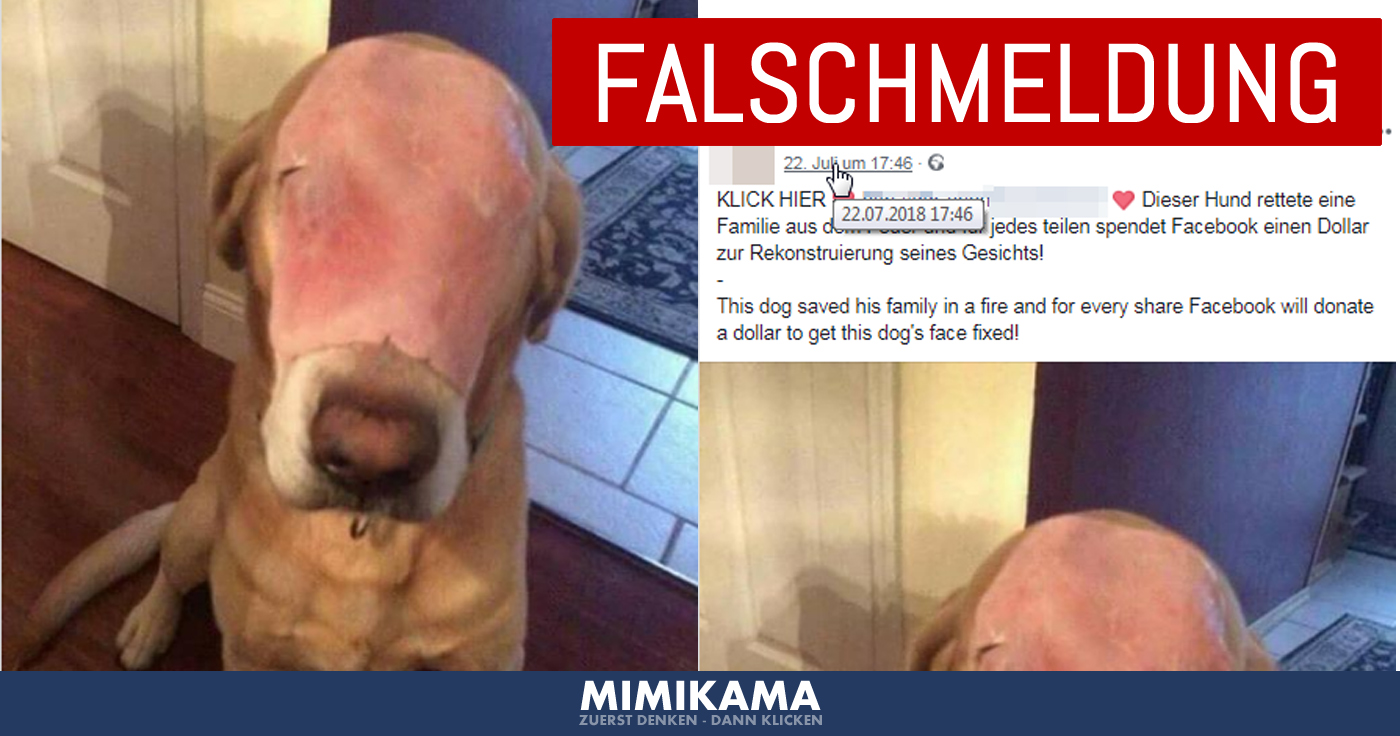 Facebook-Clickbait: Der Hund mit dem Schinken im Gesicht