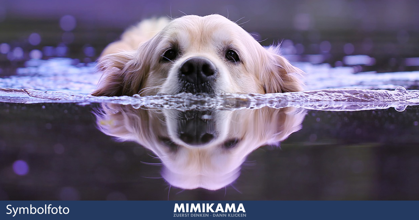 Wasservergiftung bei Hunden - KEIN Hoax!