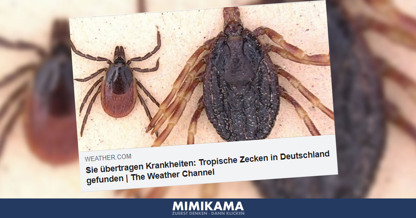Wurden in Deutschland tropische Zecken gefunden?