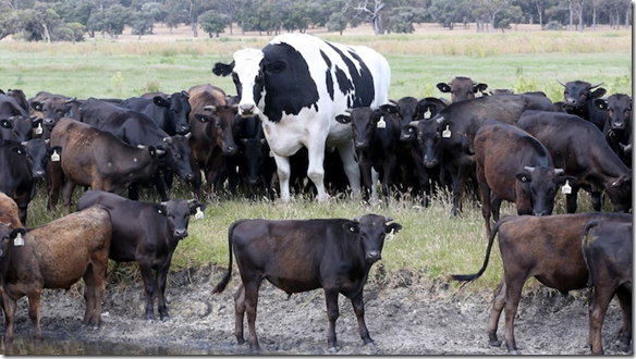 Das ist das 7-jährige Holstein-Rind mit dem Namen Knickers! Bildquelle: perthnow.com