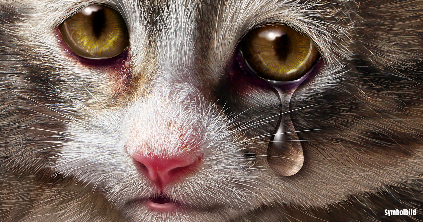 Die wahre Geschichte von Mia - der "weinenden Katze"