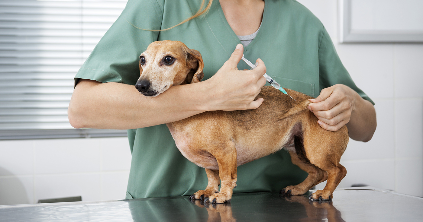 Veterinäramt empfiehlt Hunde gegen Staupe impfen zu lassen. / Artikelbild: Symbolbild - Tyler Olson - Shutterstock.com
