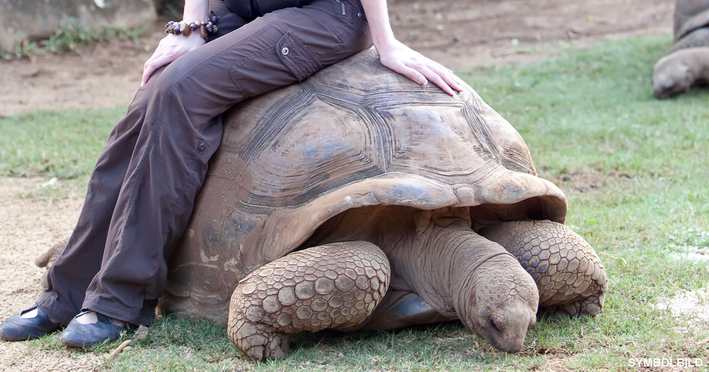 Starb die wohl älteste Schildkröte der Welt? / Artikelbild: KKulikov - Shutterstock.com