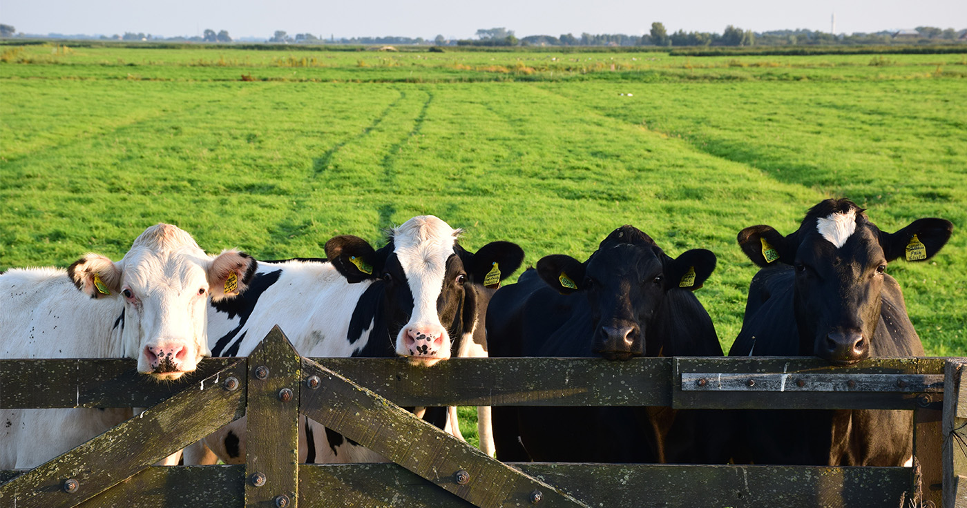 Kühe: Bauern werden im Social Web zur Zielscheibe / Artikelbild: RS 74 - Shutterstock.com