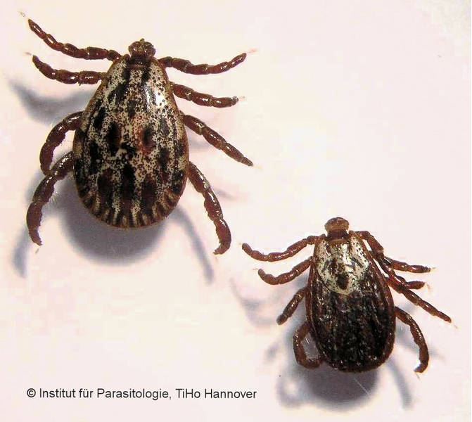 Dermacentor Männchen und Weibchen. Foto: Institut für Parasitologie, TiHo Hannover