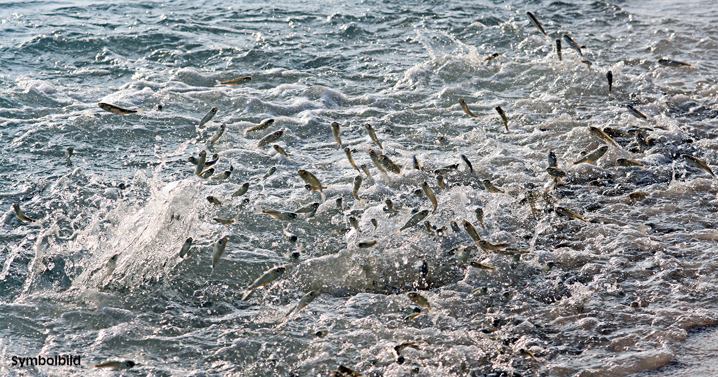Symbolbild: Fische springen aus den verschiedensten Gründen aus dem Wasser. / Artikelbild: Astrid Gast - Shutterstock.com
