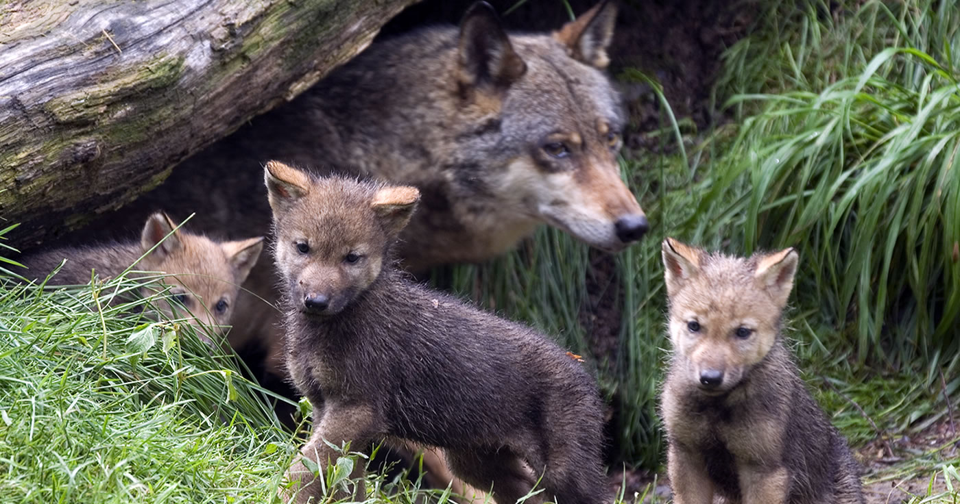 Der Wolf gehört in ein gesundes Ökosystem. / Artikelbild: A. von Dueren - Shutterstock.com