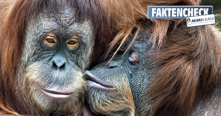 Faktencheck: Tötet Nutella Orang Utans wegen Palmöl?