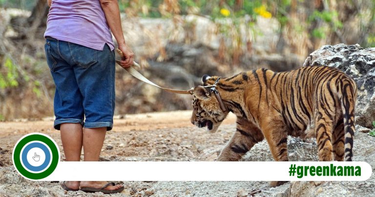 Tigertempel: Beitrag zum Artenerhalt oder Tierquälerei?