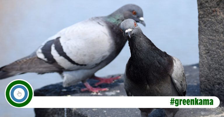 Tauben – Vom Friedenssymbol zum Feindbild