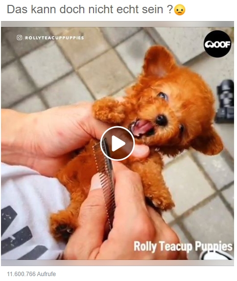 Ein Teacup Dog ist noch kleiner als eine Toy-Züchtung. / Screenshot by mimikama.at