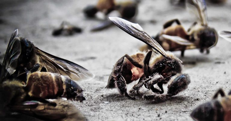 Faktencheck: Die toten Bienen in Sierra Madre (5G)