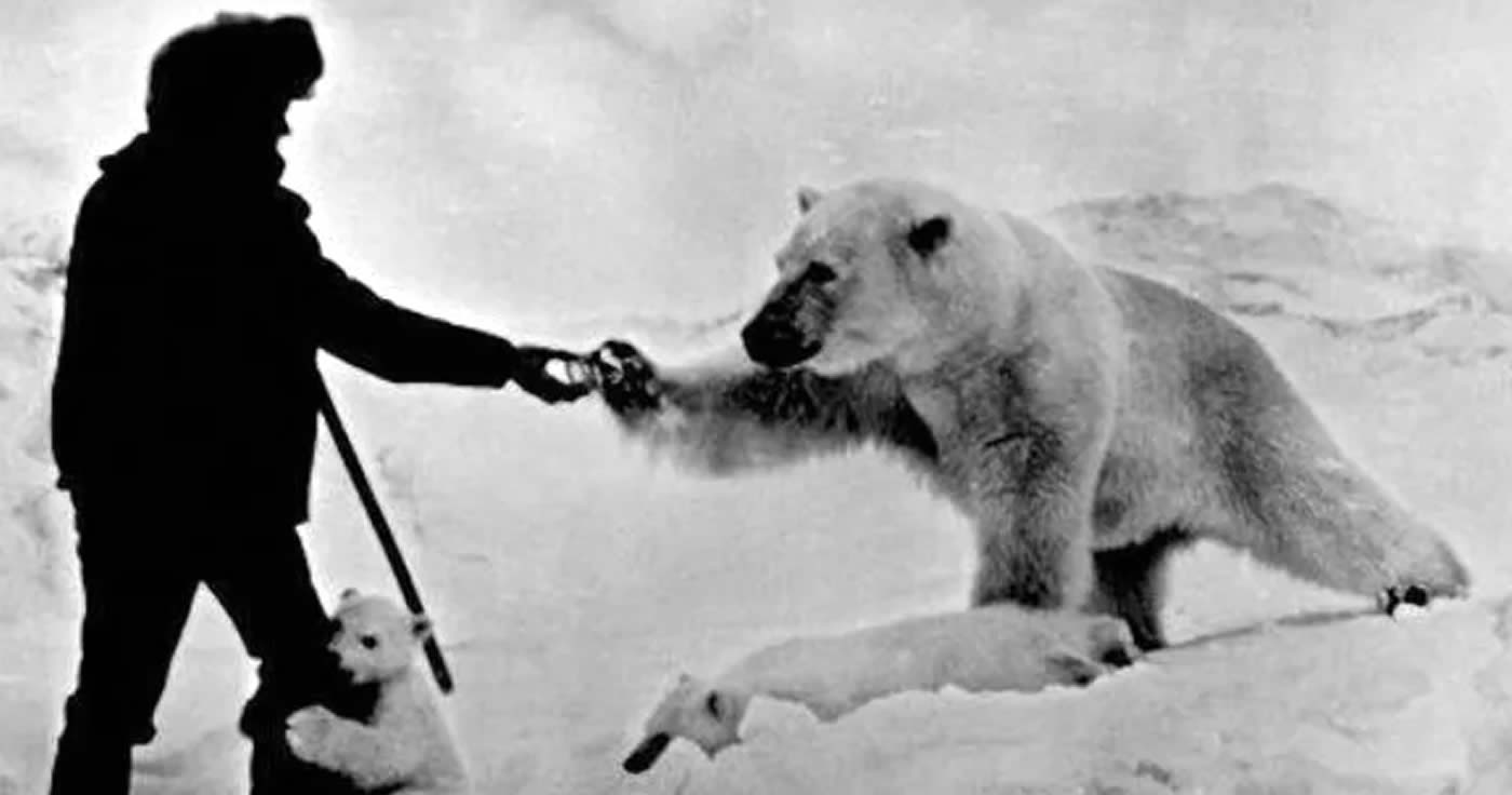 Faktencheck: Mann füttert Eisbären aus der Hand