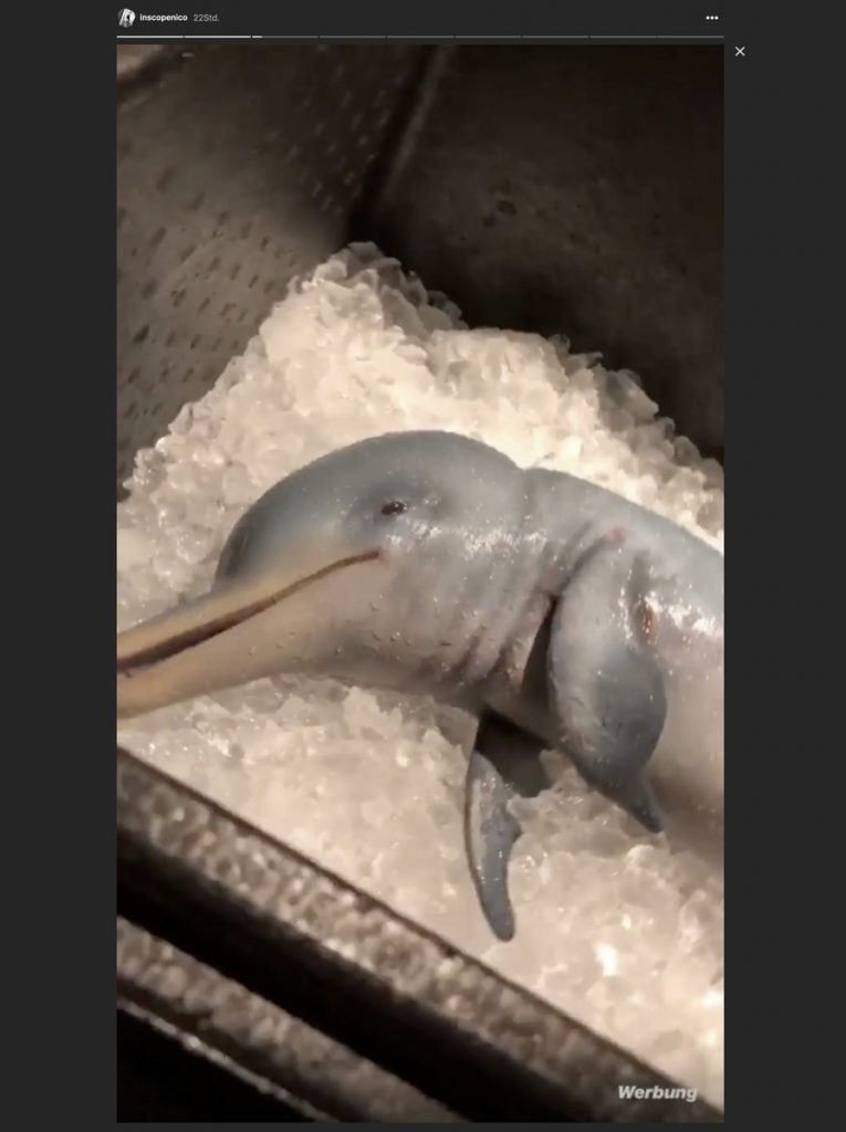 Instagram Influencer verspeist Baby-Delfin