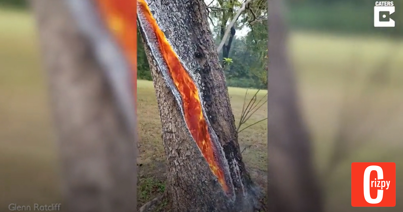 Nach Blitzeinschlag: Baum brennt von innen aus