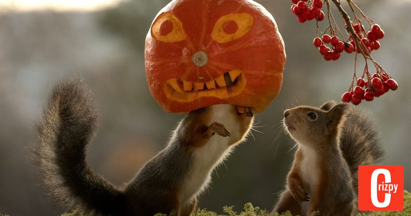 Eichhörnchen in Halloweenlaune