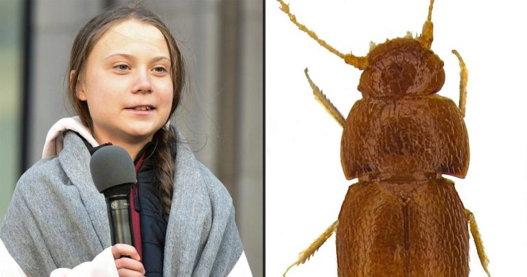 Kein Fake: Ein Käfer namens Greta