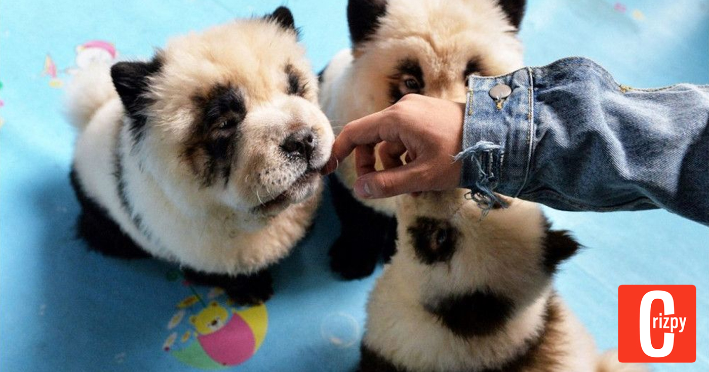 Café in China färbt Hunde wie Pandas