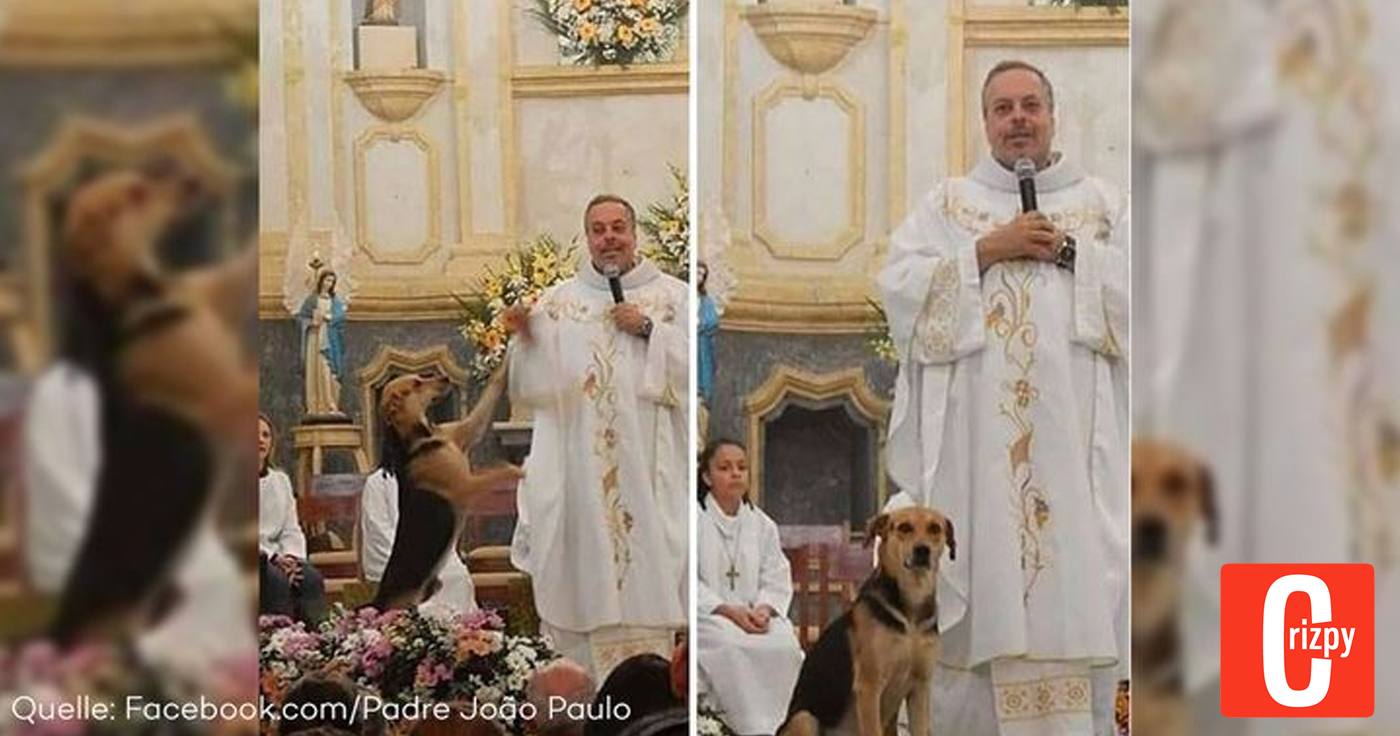 Hunde in der Kirche: Priester vermittelt Tiere zur Adoption