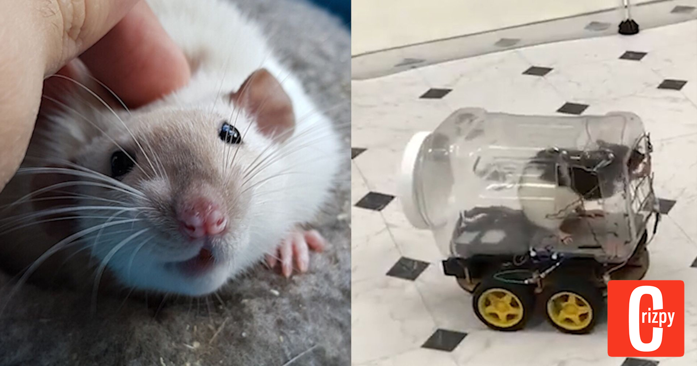 Forscher bringen Ratten das Autofahren bei