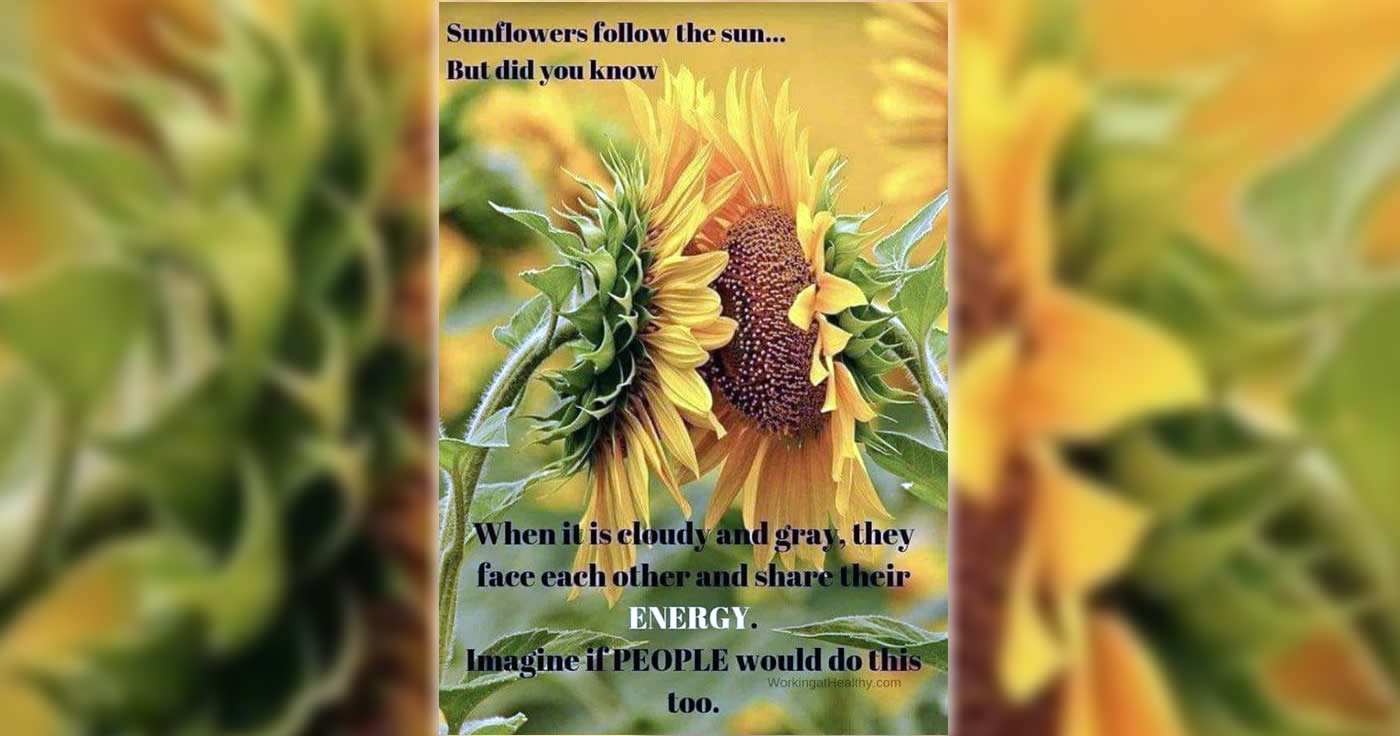 Teilen Sonnenblumen ihre Energie?