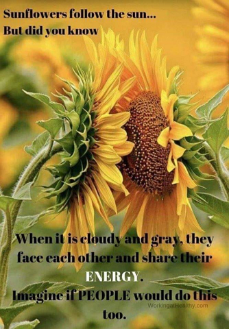 Sonnenblumen teilen angeblich ihre Energie