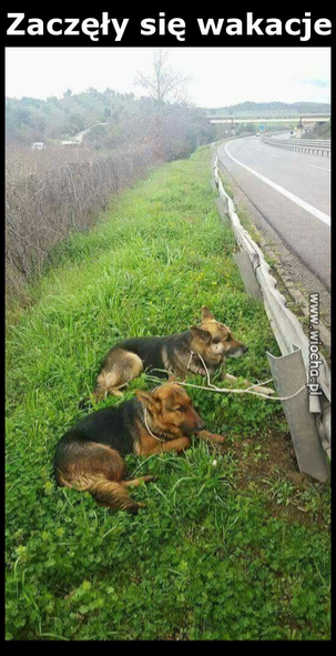 Das Sharepic: Die Schäferhunde auf Polnisch