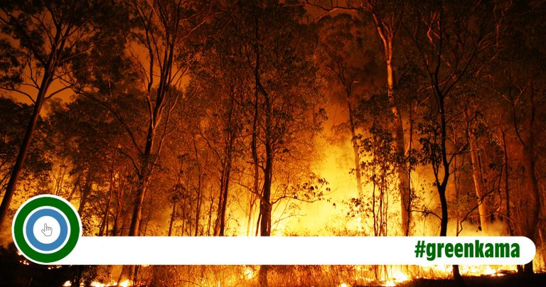 Waldbrände in Kalifornien – Ein düsterer Blick in die Zukunft?
