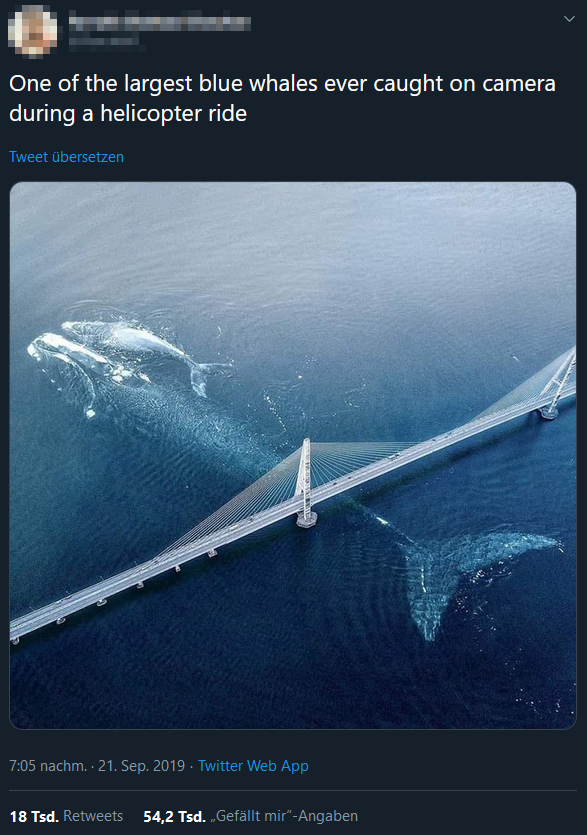 Der Wal unter der Brücke