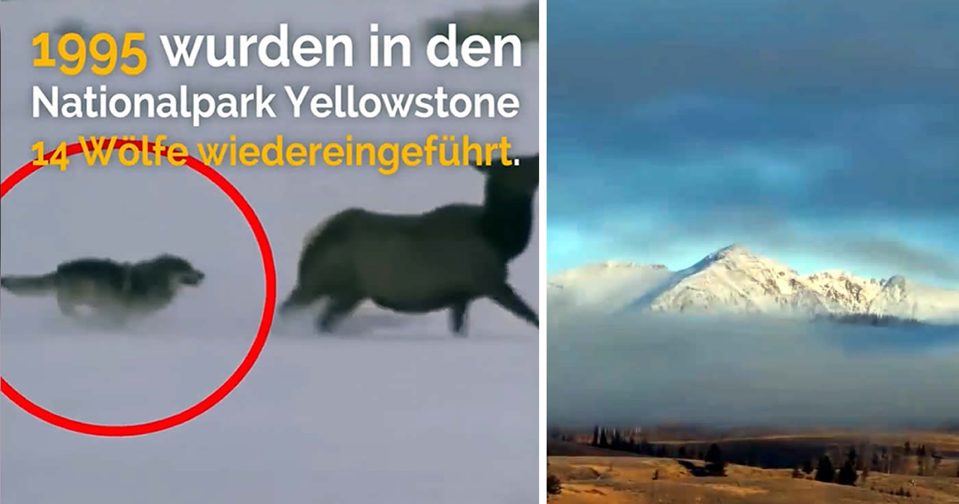 Im Faktencheck: 14 Wölfe bewirken Wunder im Yellowstone-Park