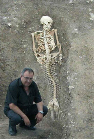 Das Skelett einer Meerjungfrau