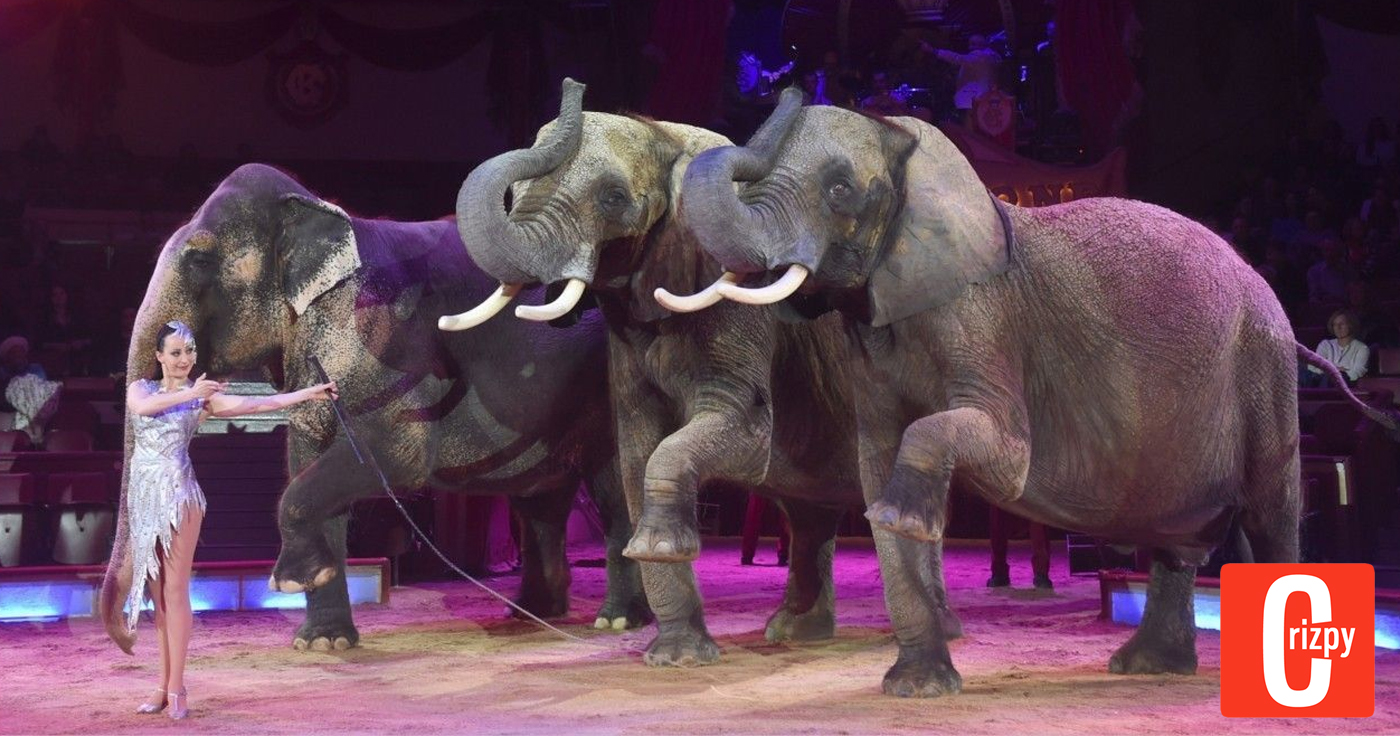 Circus Krone will Elefanten zurück in ihre Show holen