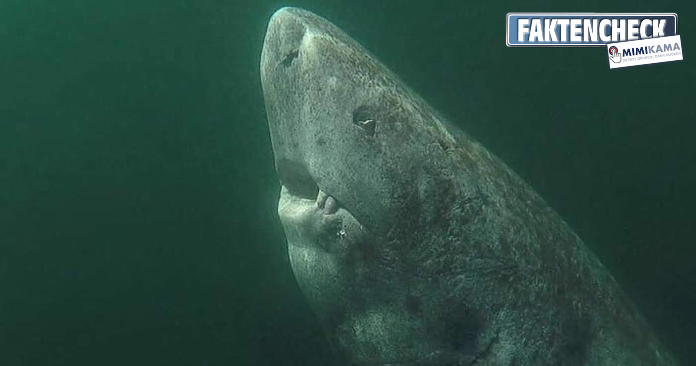 Ein Hai, der fast 400 Jahre alt ist? (Faktencheck)