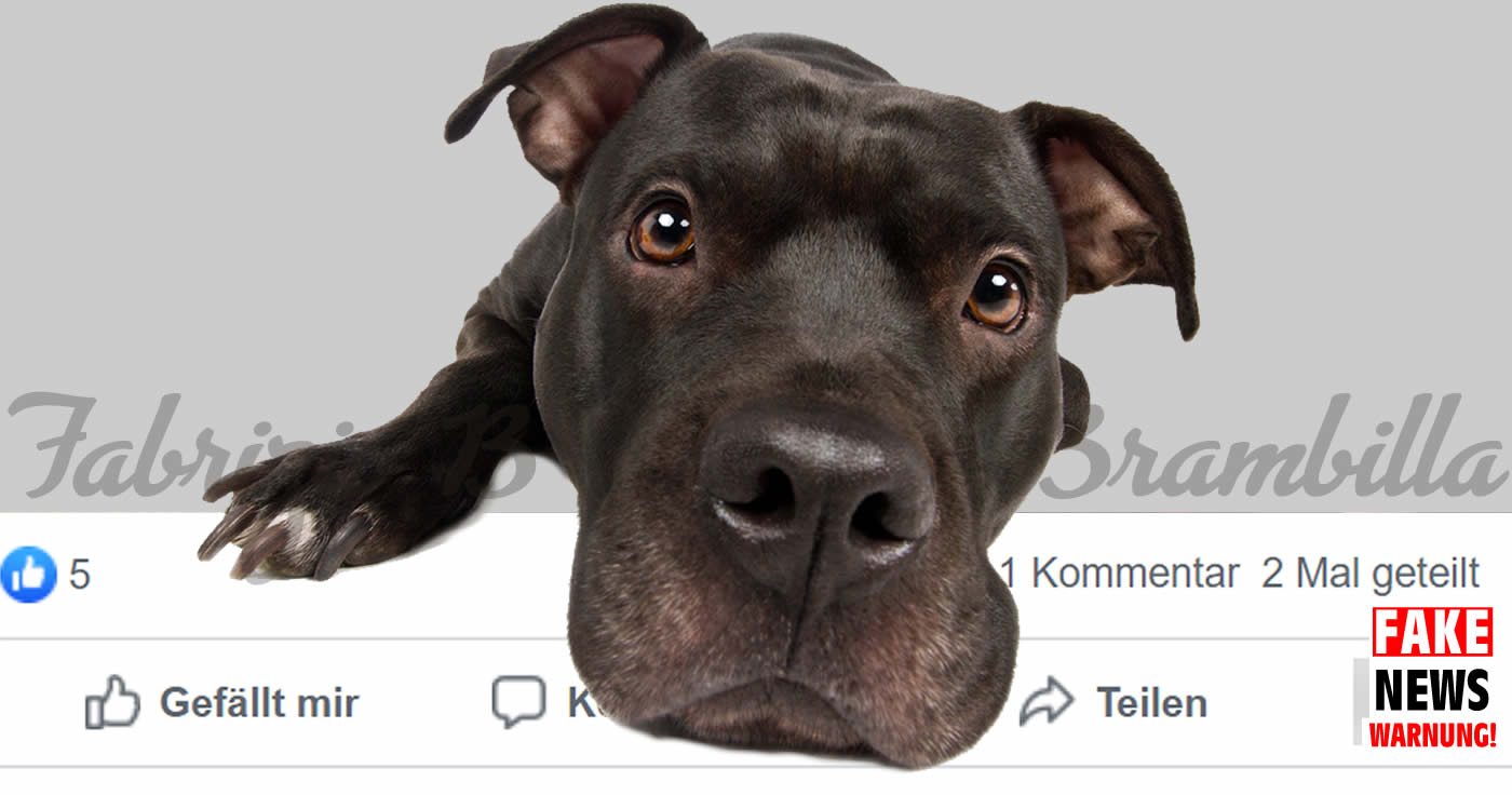 Kettenbrief-Alarm: Hacker Fabrizio Brambilla und sein Hund