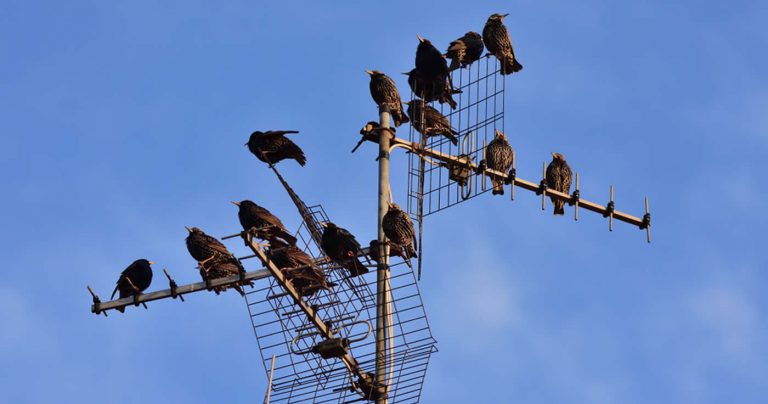 Starben in Großbritannien hunderte Vögel nahe einer 5G-Anlage? (Faktencheck)