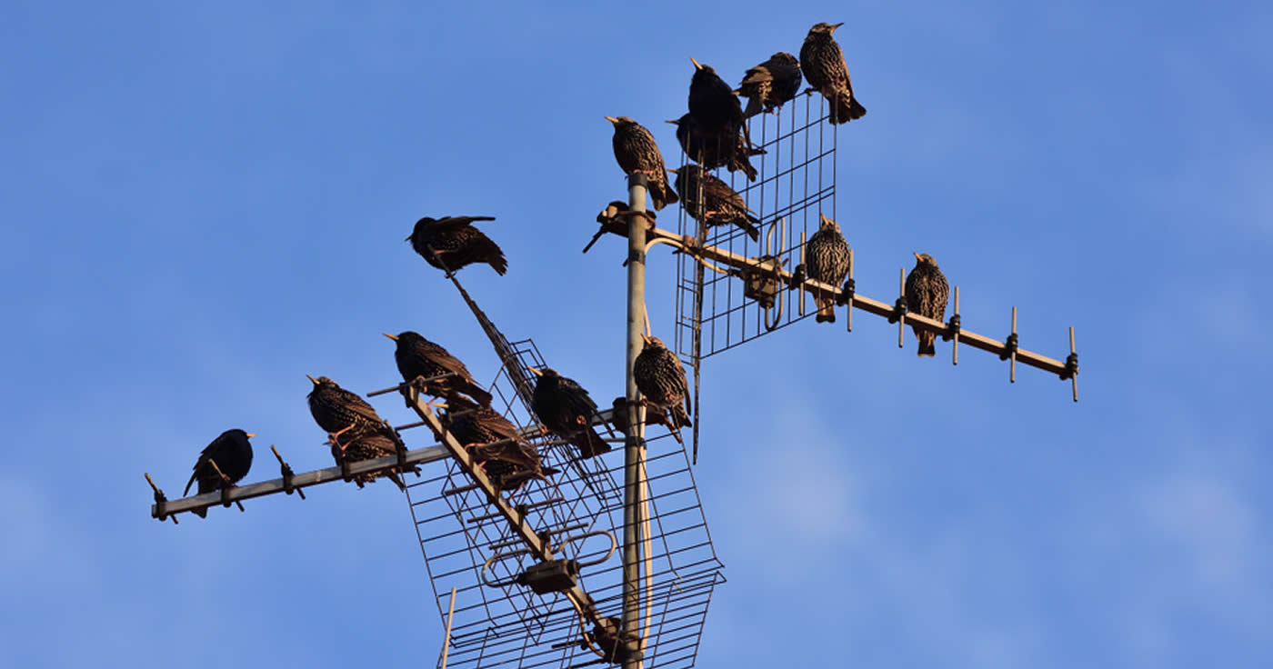 Starben in England hunderte Vögel nahe einer 5G-Anlage?