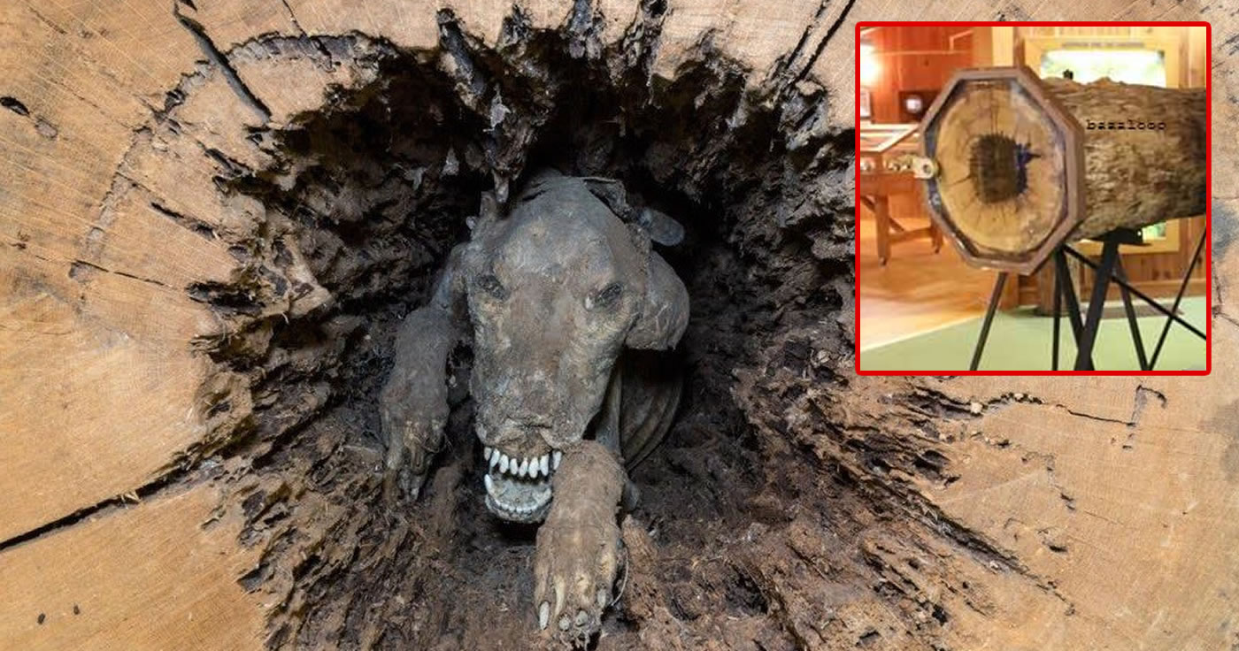 "Stuckie": der mumifizierte Hund im Baumstamm