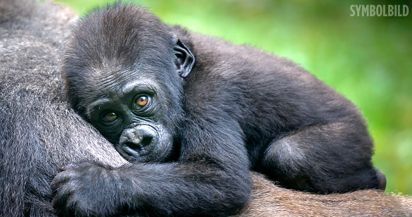 Affenhausbrand Nachtrag: Schwer verletzter Gorilla musste erschossen werden.
