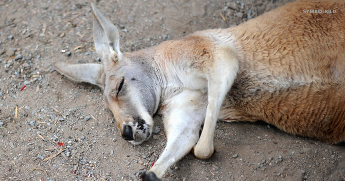 Känguru wurde zu Tode gequält (Faktencheck)