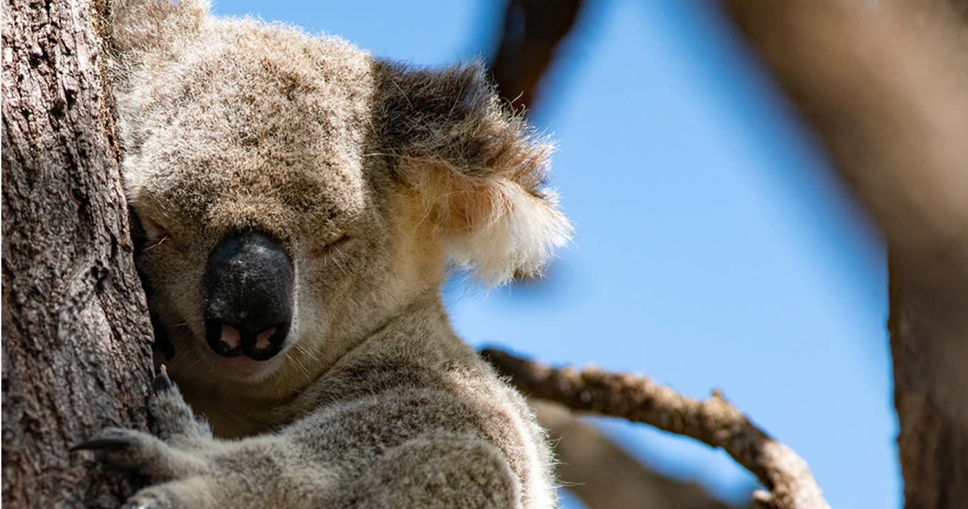 Kein Fake: Rettungskräfte in Australien sollen Tierbabys töten