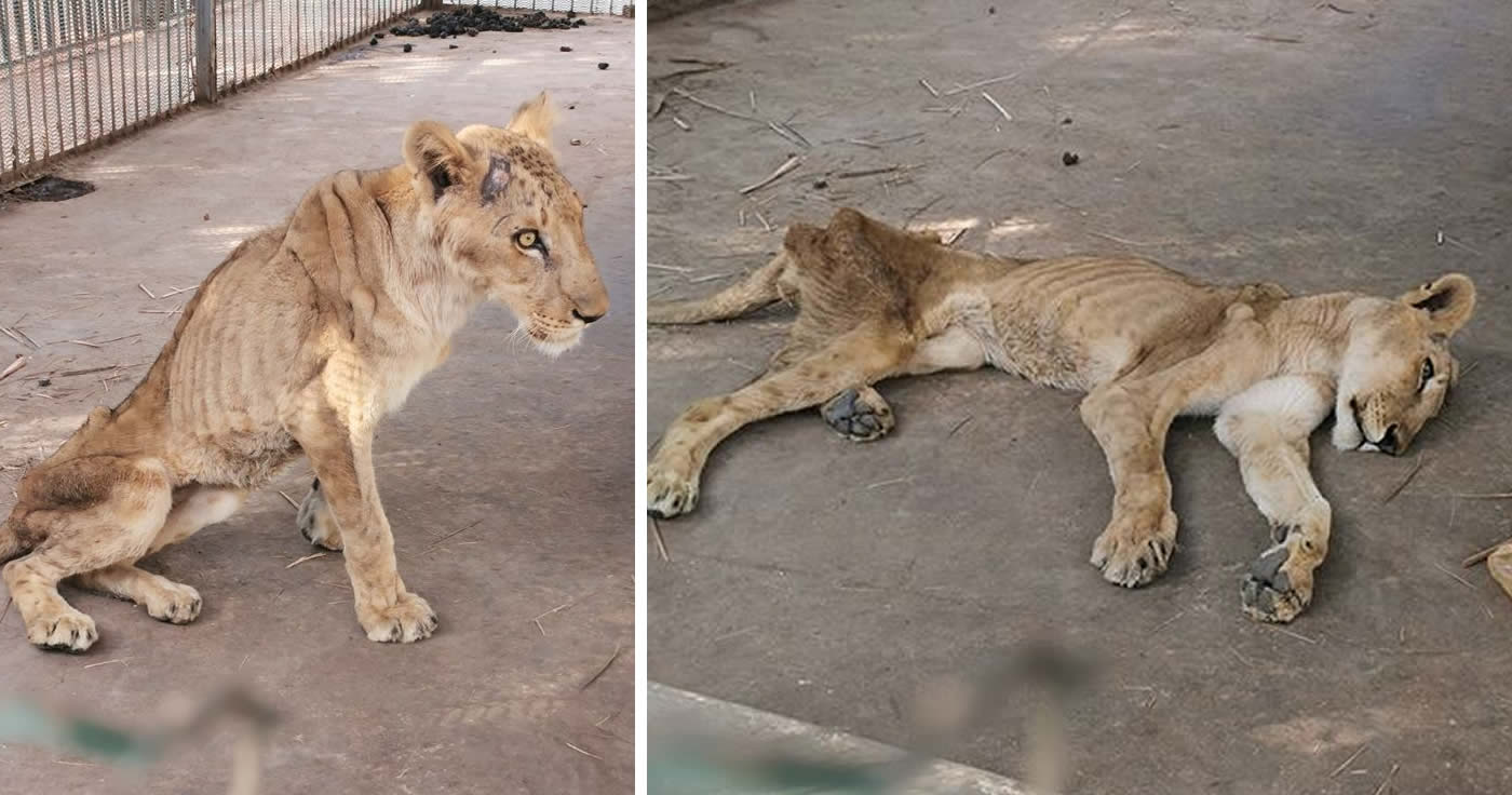 Verhungerte Löwen in einem Zoo in Khartum