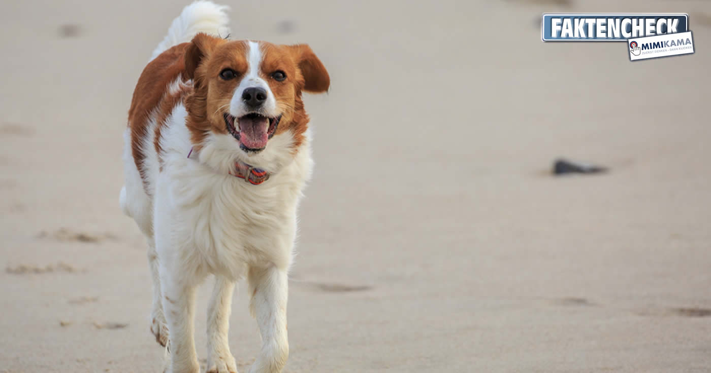 Tierschutzexperten raten von einem Urlaub mit Hund in Dänemark ab