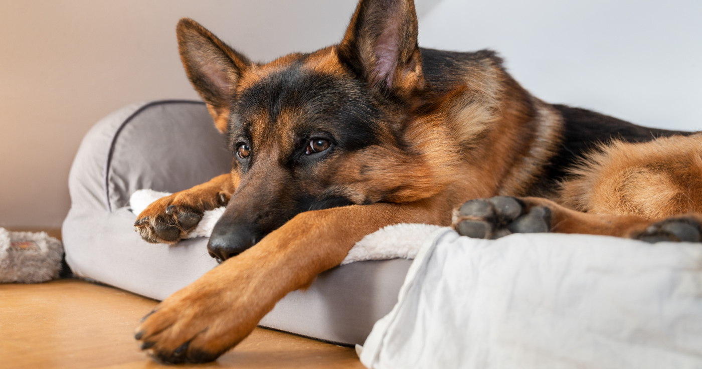 Coronavirus / COVID 19 - Quarantäne: Was Hundebesitzer jetzt wissen sollten