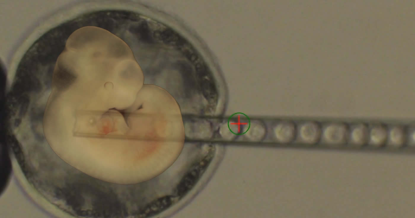 Menschliche Zellen in Schweine-Embryos - Was dahinter steckt