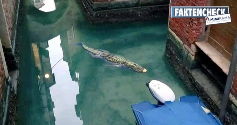 Alligatoris venetiae: In Venedig wieder aufgetaucht?