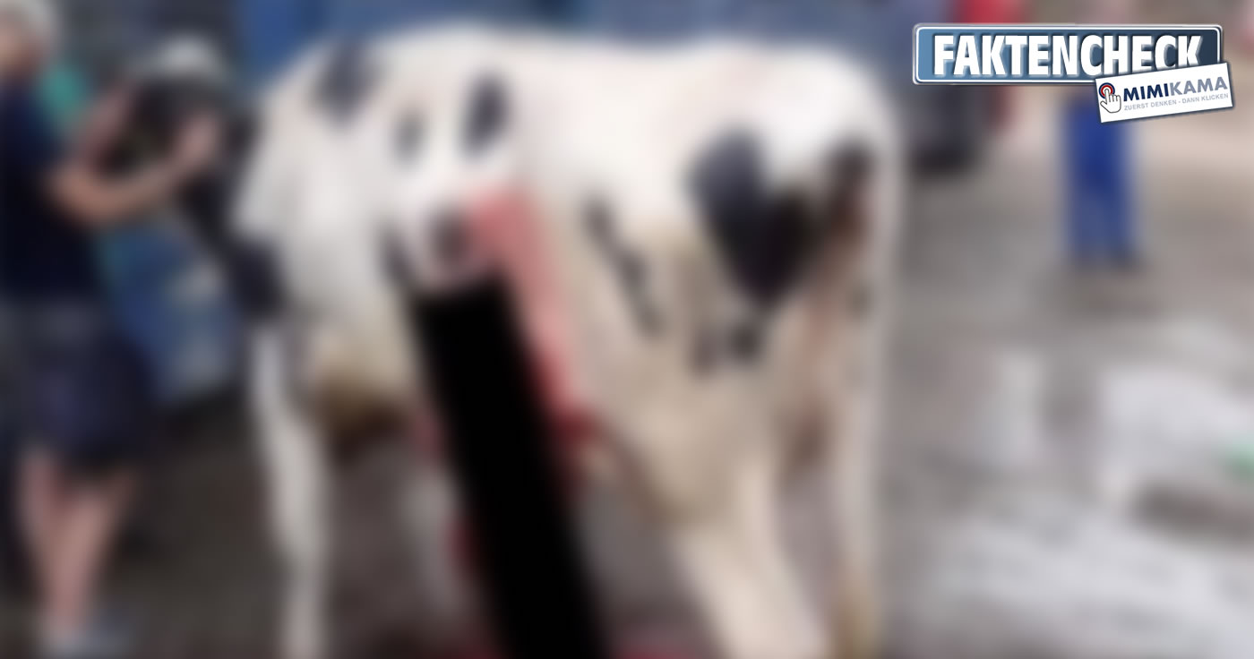 Der Kaiserschnitt bei einer Kuh neben einem Transporter